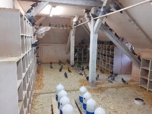 Karlsruhe: Tauben müssen trotz Lockdowns nicht verhungern