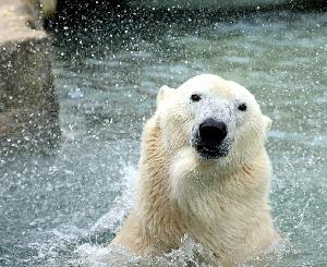 Eisbär Lloyd verlässt Zoo Karlsruhe