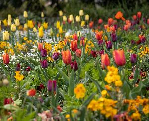 Der Frühling zieht ein: Bunter Blütenreigen in Karlsruhe