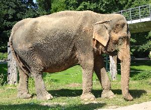 Hochbetagte Elefantenkuh Nanda gestorben