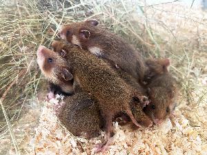 Zuchterfolg bei ausgewilderten Feldhamstern