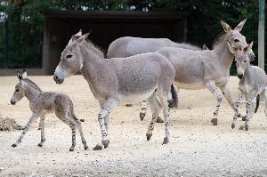 Zoo Basel: Zwei Fohlen bei den Somali-Wildeseln