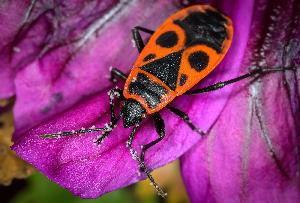 Gartenparty mit den besten Gärtnern: Insekten rocken die grüne Bühne