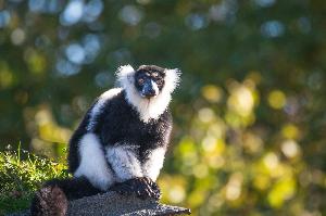 Schwarzweisse Varis im Zoo Basel – ein Kapitel geht zu Ende
