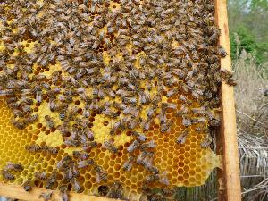 Heißer Honig: Die Bienen und der Klimawandel