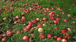 „Schöner“ neuer Passagier: Slow Food schützt Oberlausitzer Apfelsorte