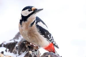 NABU: Vögel zählen, Arten schützen