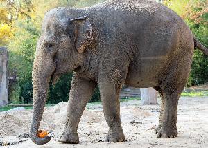 Elefantenkuh Saida zieht von Leipzig in den Zoo Karlsruhe