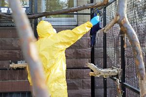 Vogelgrippe: Gute Entwicklung im Zoo Karlsruhe