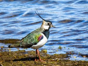 Wer wird Vogel des Jahres 2025?