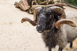 Blauzungenkrankheit – Gefährdung und Schutz von Zootieren