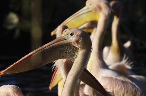 Zoo Karlsruhe: Vogelgrippe bei Zootieren bestätigt