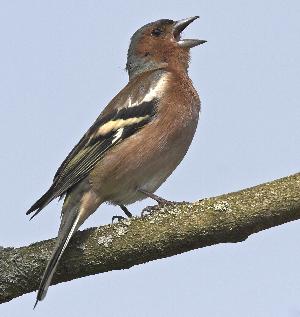 Europäische Kommission erklärt Finkenjagd auf Malta für illegal