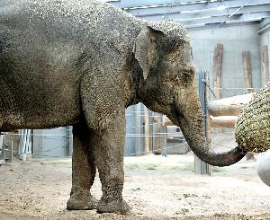 Familienzusammenführung: Asiatischer Elefant im Zoo Karlsruhe angekommen