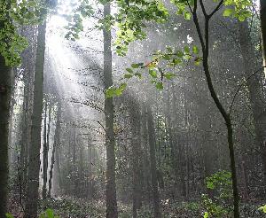 Karlsruhe: Stadtwald im Klimawandel