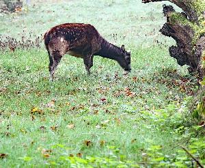 Neue Bewohner im Tierpark Oberwald