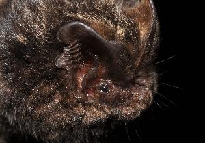 Fledermäuse bieten Flugakrobatik in lauen Sommernächten