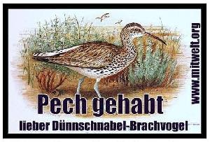 Wir haben den Dünnschnabel-Brachvogel ausgerottet